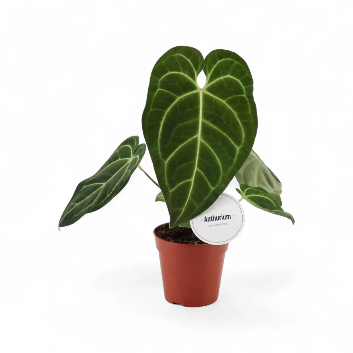 Pflanzenset : Velvety Anthuriums Zimmerpflanze im Anzuchttopf vor weiĂźem Hintergrund, Produktfoto 2.