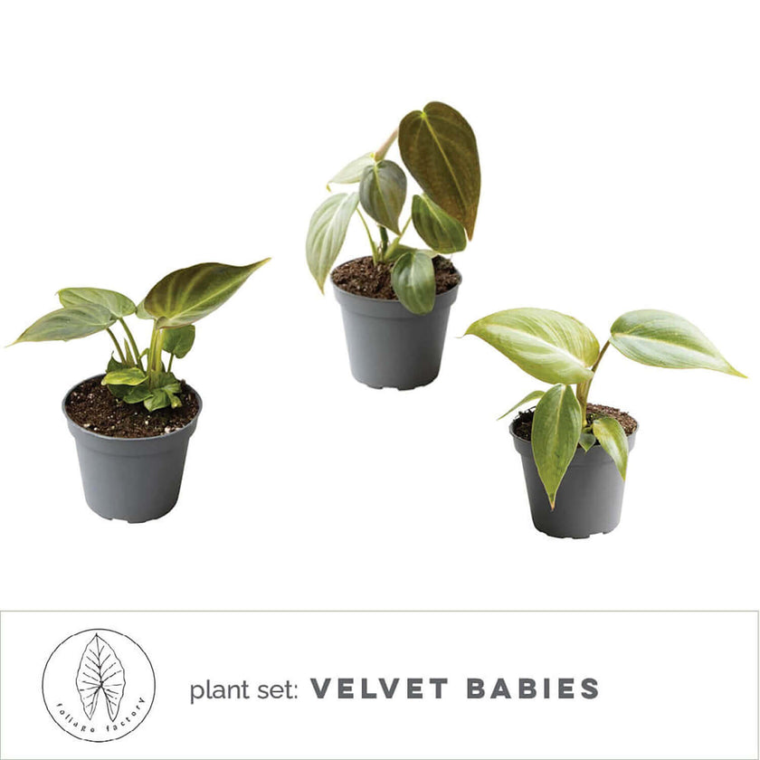 plant set: Velvety Babies on white background, product photo 2.