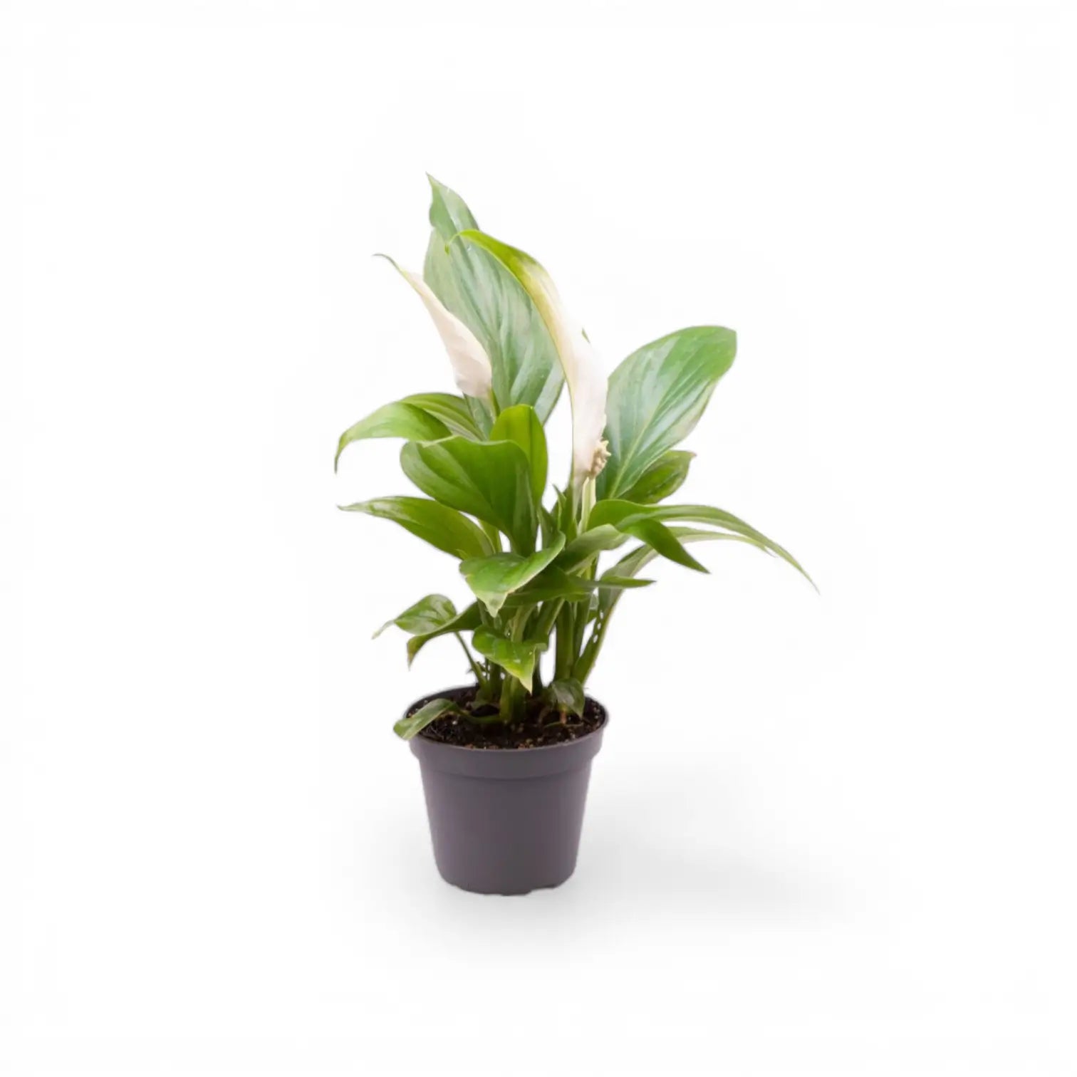 Spathiphyllum Pearl Cupido potted houseplant in nursery pot on white background, product photo 1.