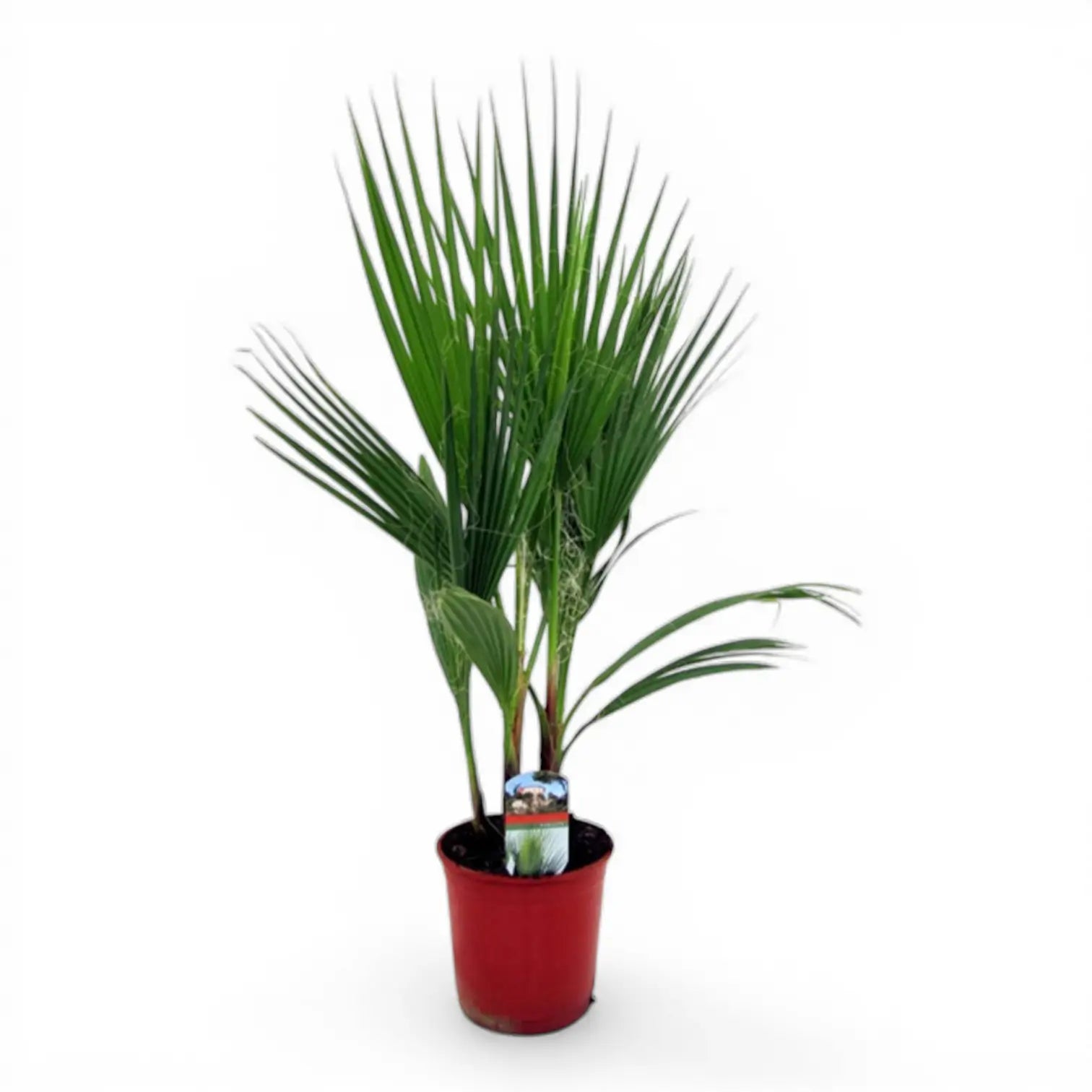 Washingtonia robusta – Zimmerpflanze im Kulturtopf auf weißem Hintergrund, Produktfoto 1.