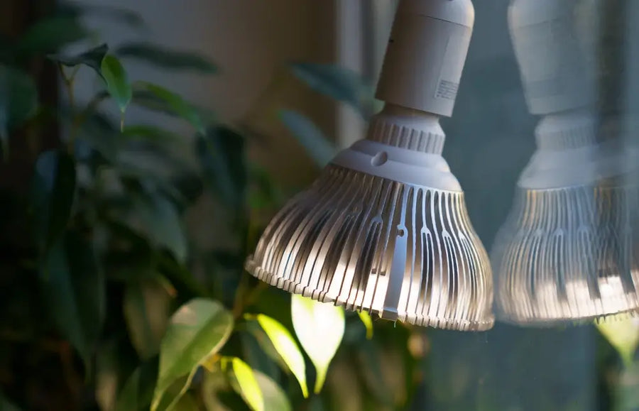 Grow Lights for Indoor Plants: How to Choose, Set Up, and Use Them for Healthy Growth