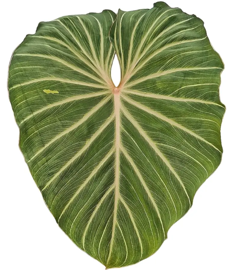 Have a Question about Philodendron Plants? Here are the answers!