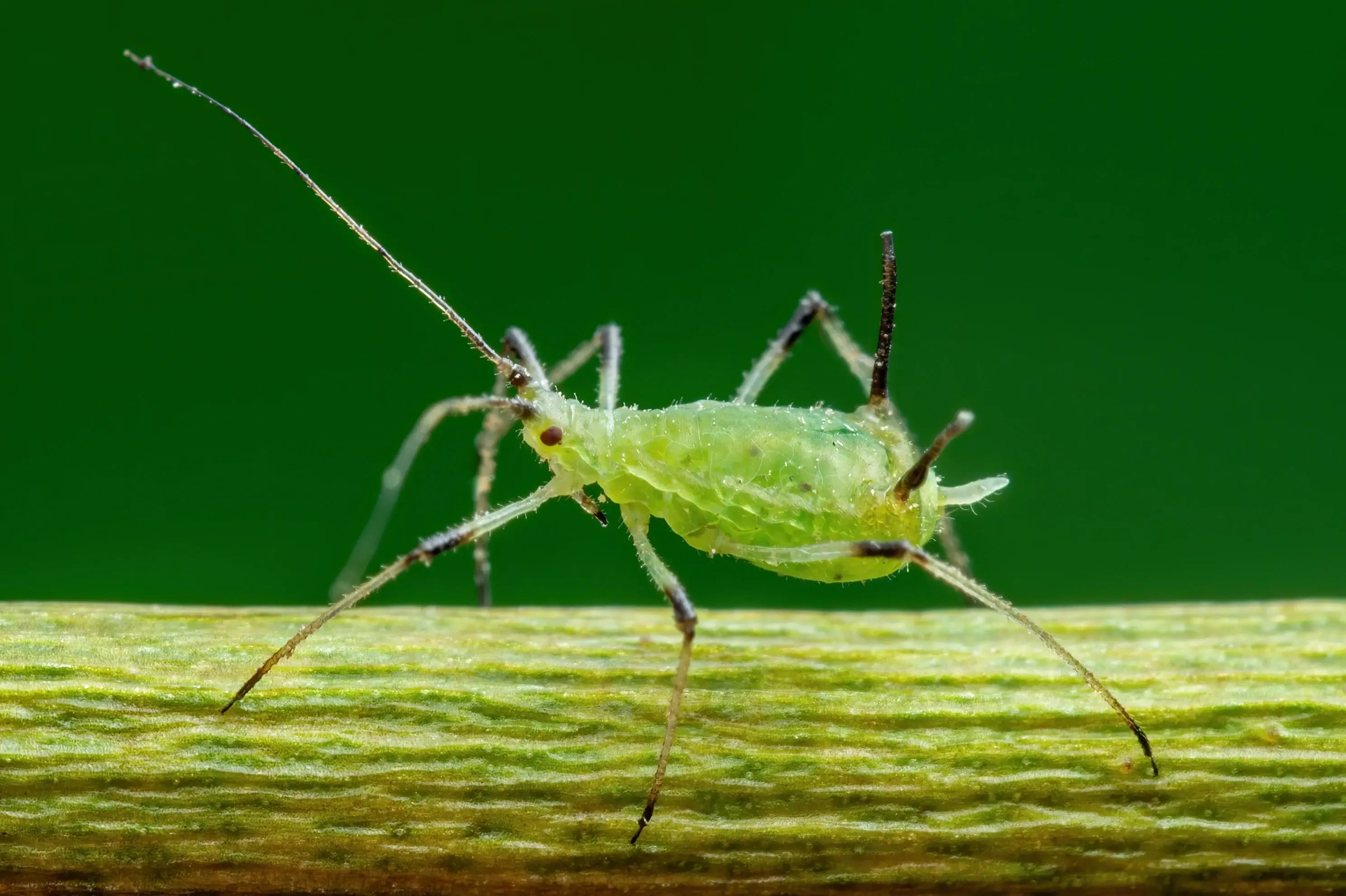 The Ultimate Guide to Controlling Aphids on Houseplants