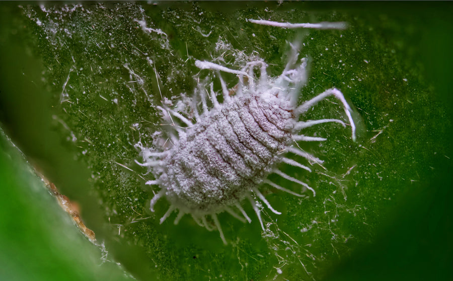 White Fluff on Your Houseplants? How to Spot, Treat, and Prevent Mealybugs
