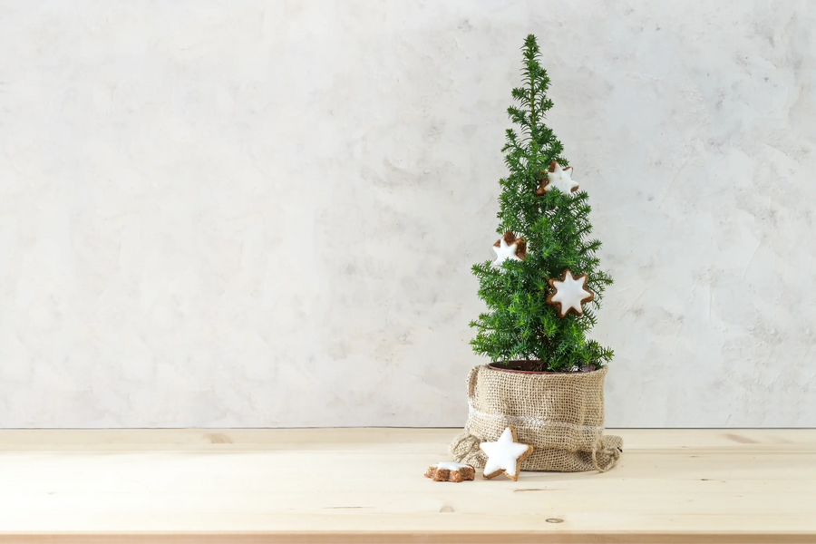 So Pflegst Du Einen Lebenden Weihnachtsbaum: Der Ultimative Leitfaden Für Vor, Während Und Nach Den Feiertagen