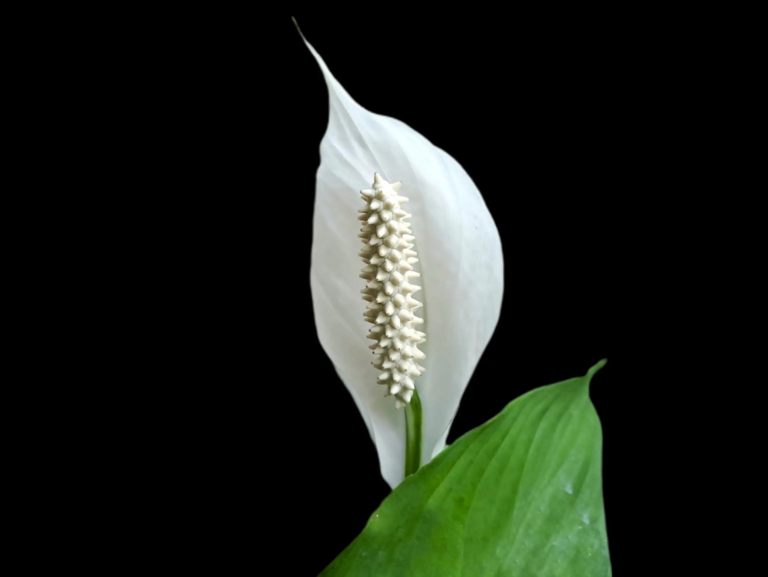 Nahaufnahme einer weißen Spatha und eines Kolbens von Spathiphyllum cochlearispathum vor schwarzem Hintergrund, mit Fokus auf Struktur und Oberfläche