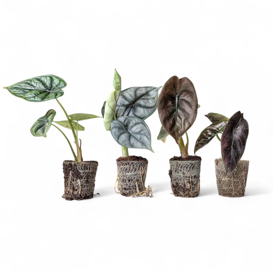 Plug Plants Explained — Full Indoor Care Guide for Tropicals from TC to Maturity