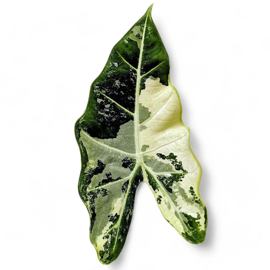 Variegated Plants: Myths, Science, and Stunning Foliage Explained