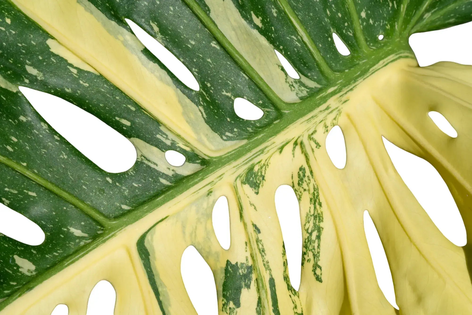 The Tale of Monstera 'Thai Constellation': A Botanical Marvel