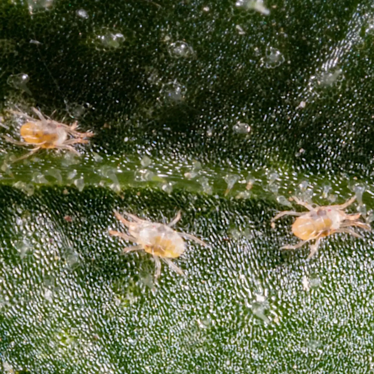 Macro photograph of Tetranychus urticae, the two-spotted spider mite, on a green leaf showing its translucent body and dark twin spots.