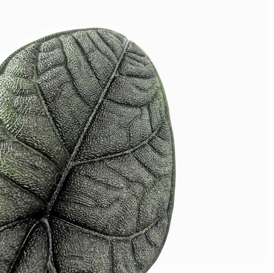 Exploring the Differences Between Alocasia melo, Alocasia 'Maharani'and Alocasia 'Dragon Moon'