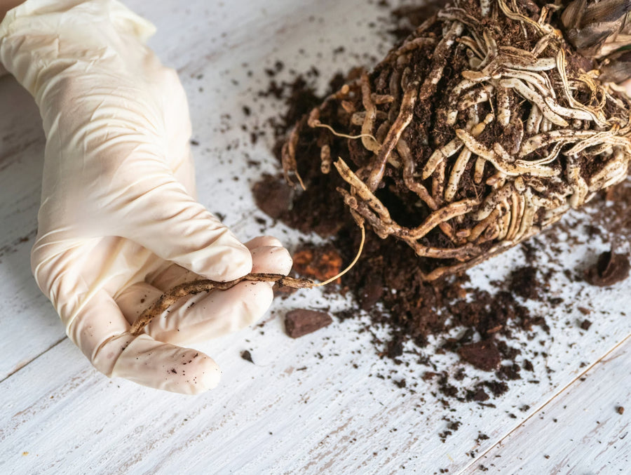 Mushy Stems and Black Roots? You’ve Got Root Rot—Now What?