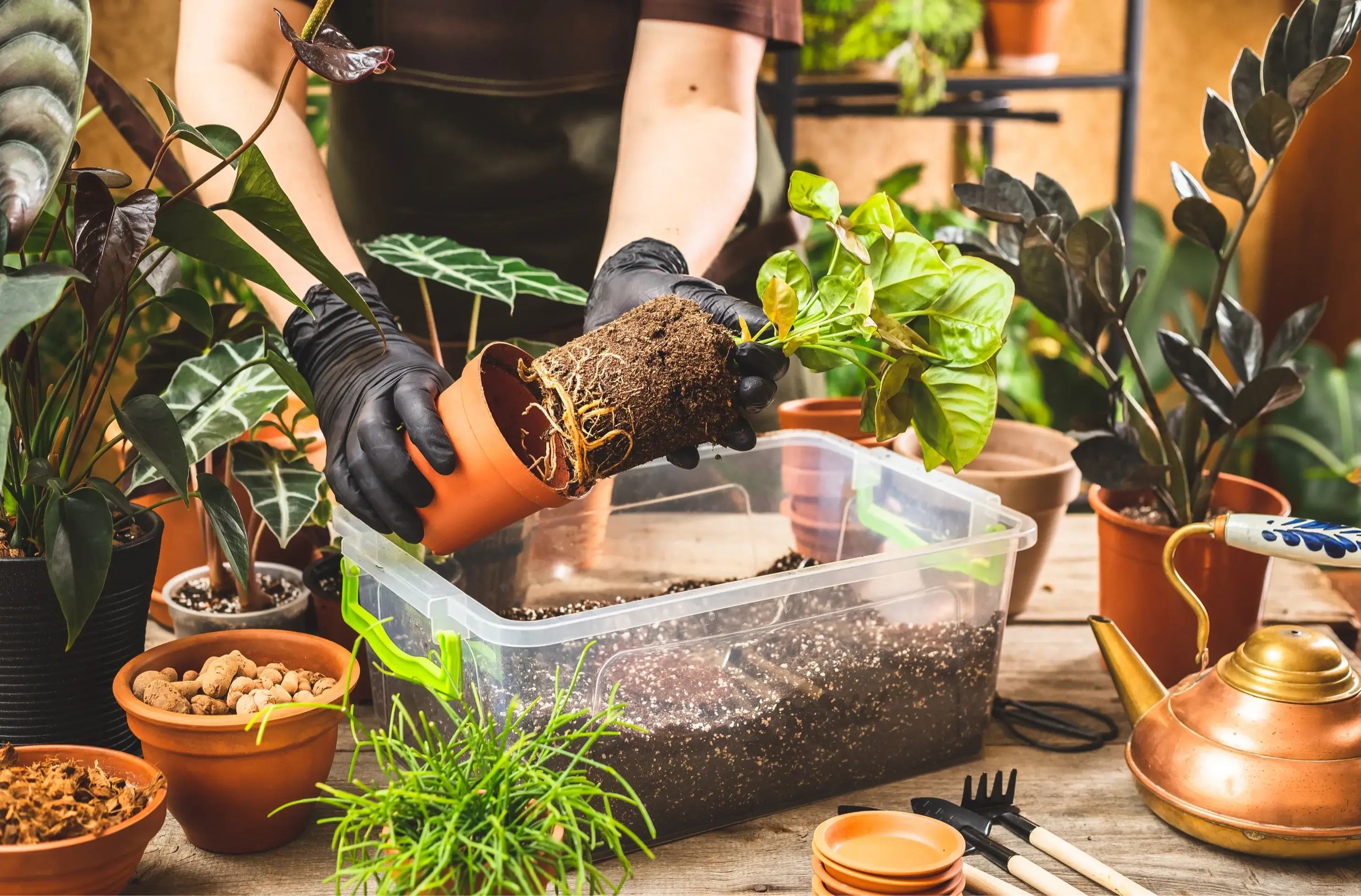 Repotting houseplants: Woman surrounded by lush potted plants, displaying the healthy roots of a Syngonium removed from its brown nursery pot.