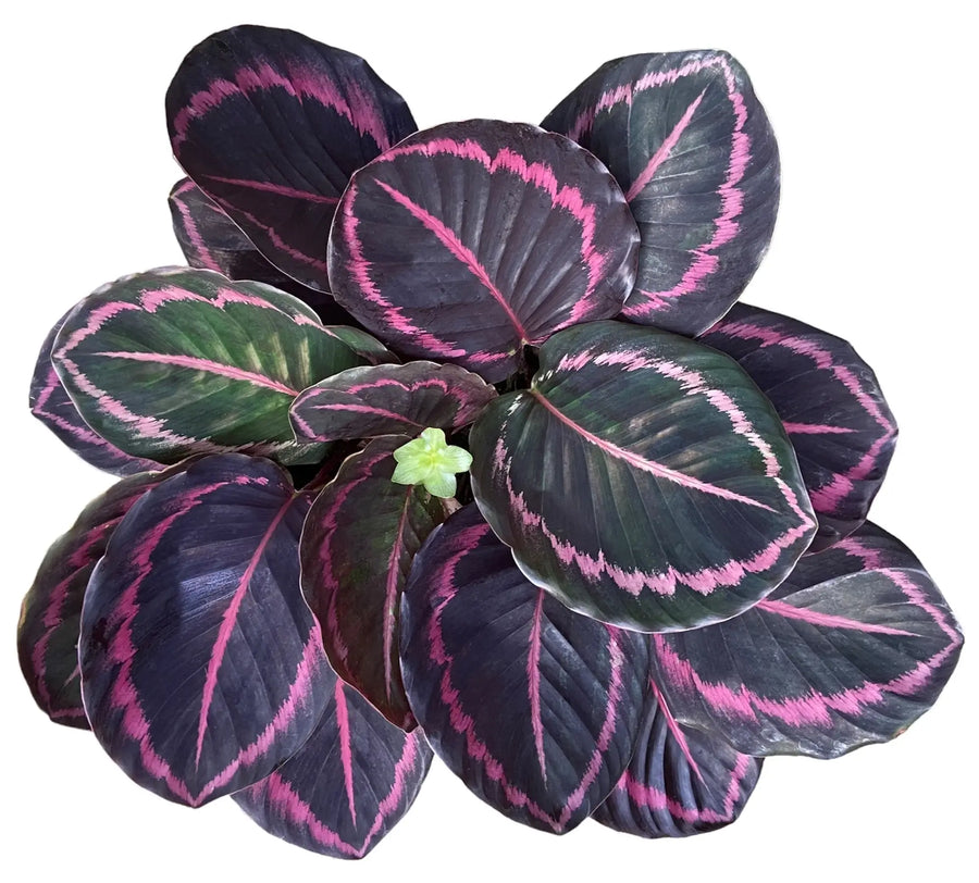 Calathea Care Guide: Top Questions Answered for Healthy, Vibrant Plants