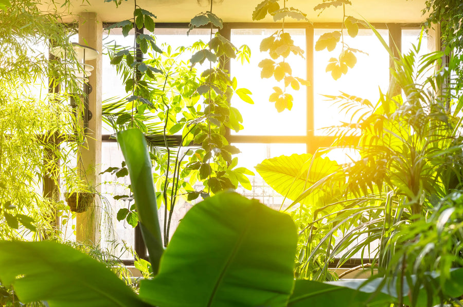The Myth of Constant Light Indoors: How Changing Daylength Shapes Houseplant Growth