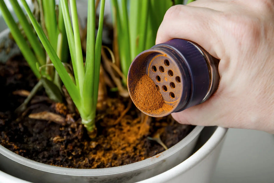 Cinnamon, ice cubes, and painted succulents: Houseplant Care Myths and Misconceptions