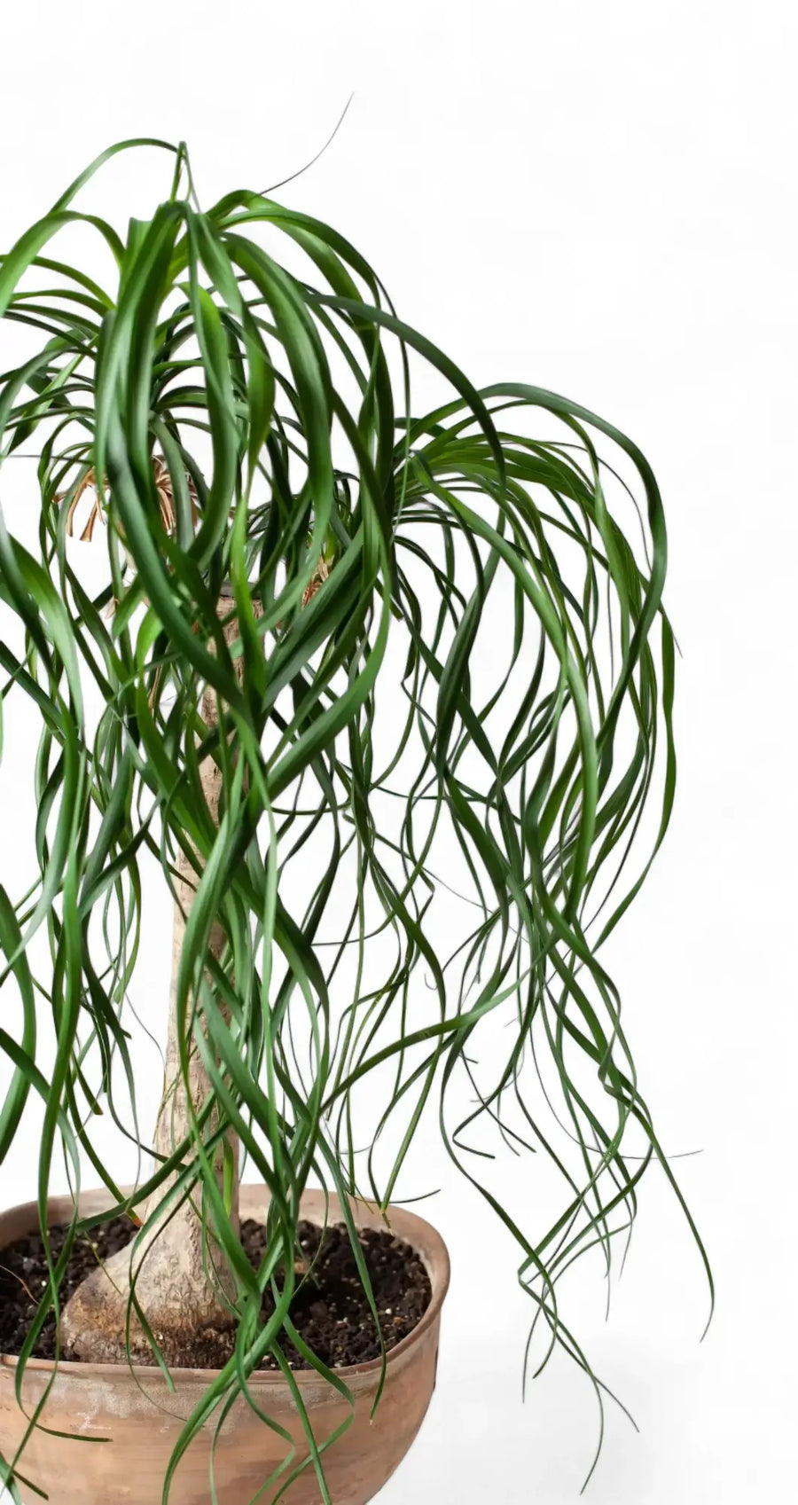 Elefantenfuß — Pflege, Kultur & botanisches Profil von Beaucarnea recurvata