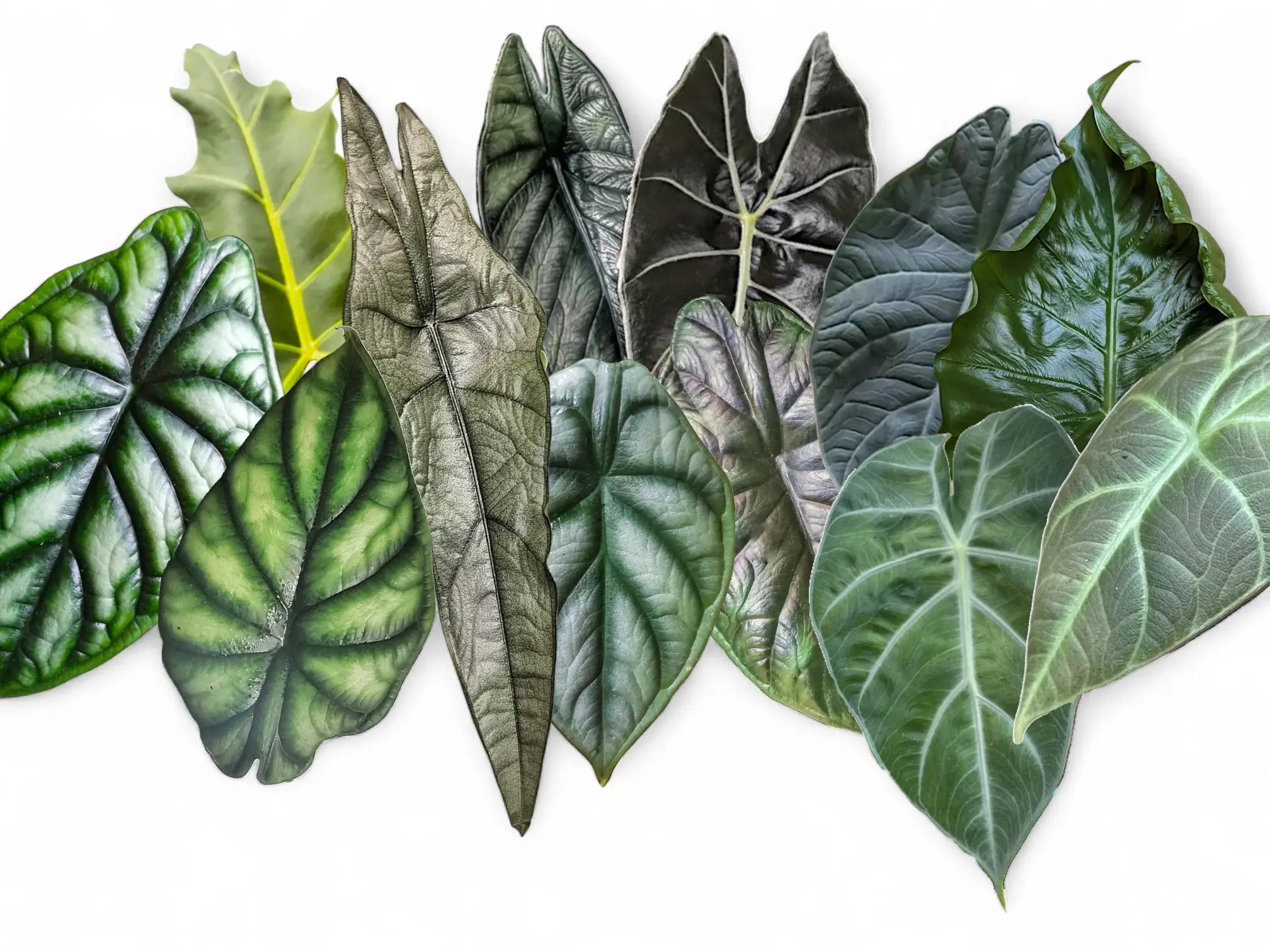A collage showing leaves of various Dragon Alocasia species and cultivars on a white background. Meet the full Dragon Alocasia lineup — species, cultivars, and rare hybrids covered in this guide.