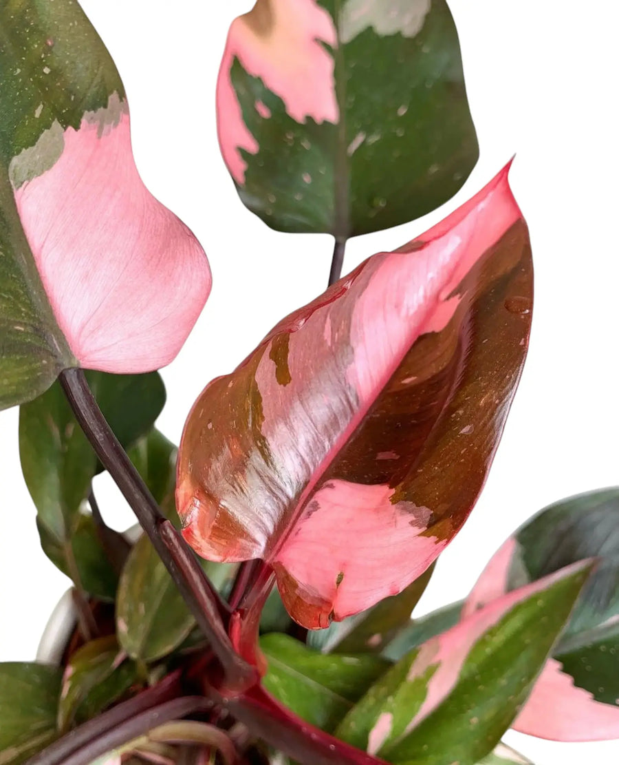 Pretty in Pink: Stunning Pink Foliage Plants and Everything about Pink Variegation