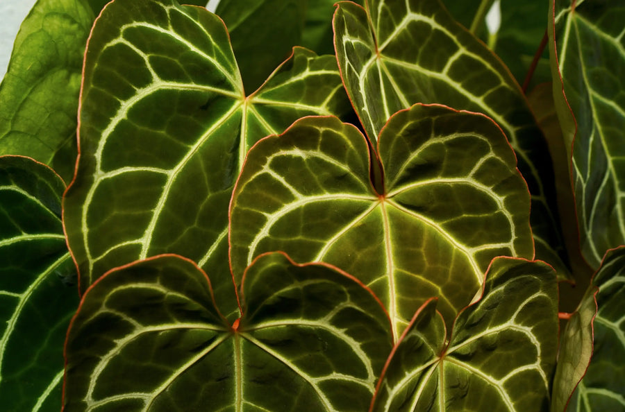 Anthurium Care Guide: Your Questions Answered for Healthier Plants