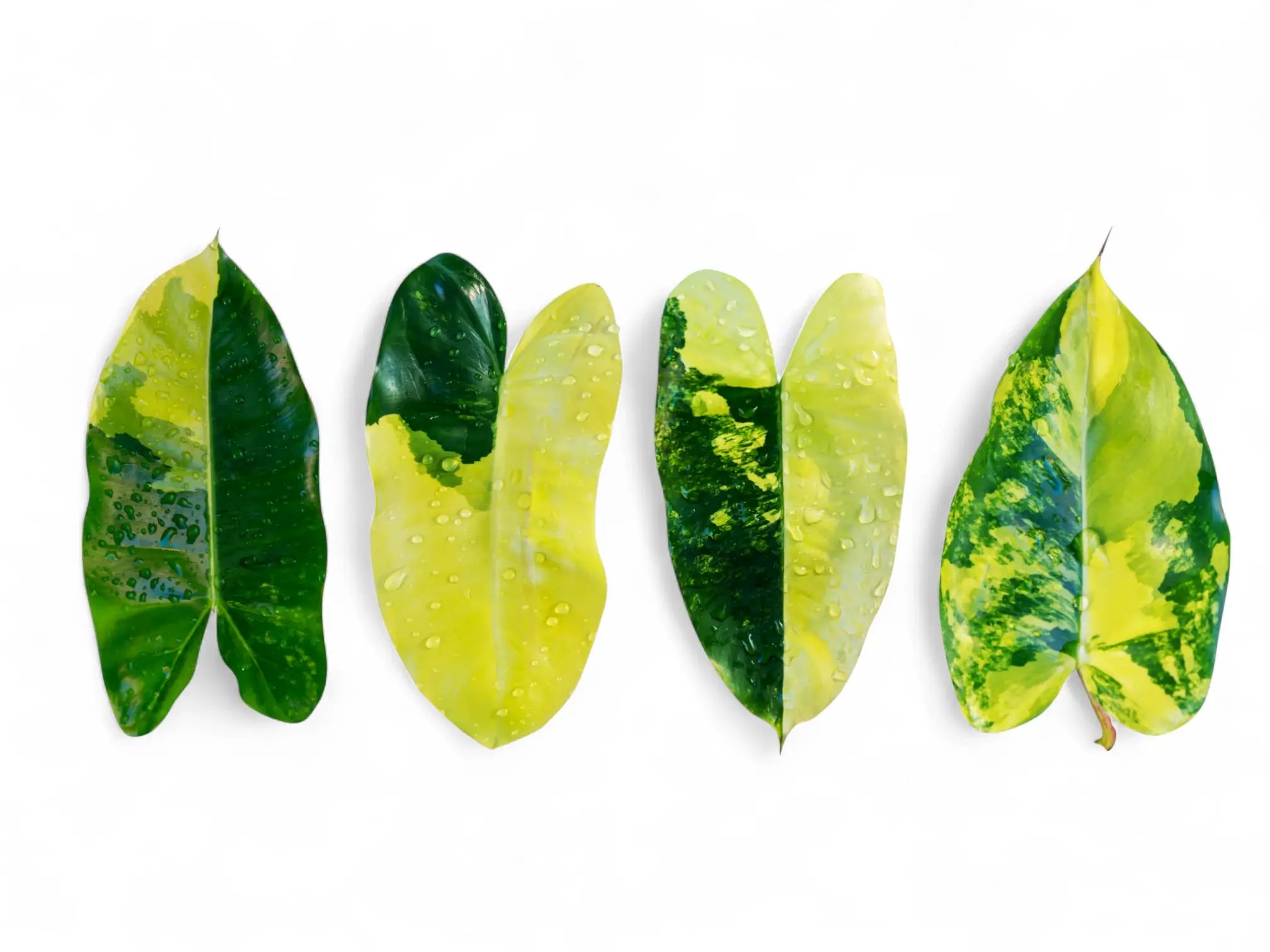 Four Philodendron Burle Marx Variegata leaves with different variegation patterns on white background — a clear example of chimeric pattern variability