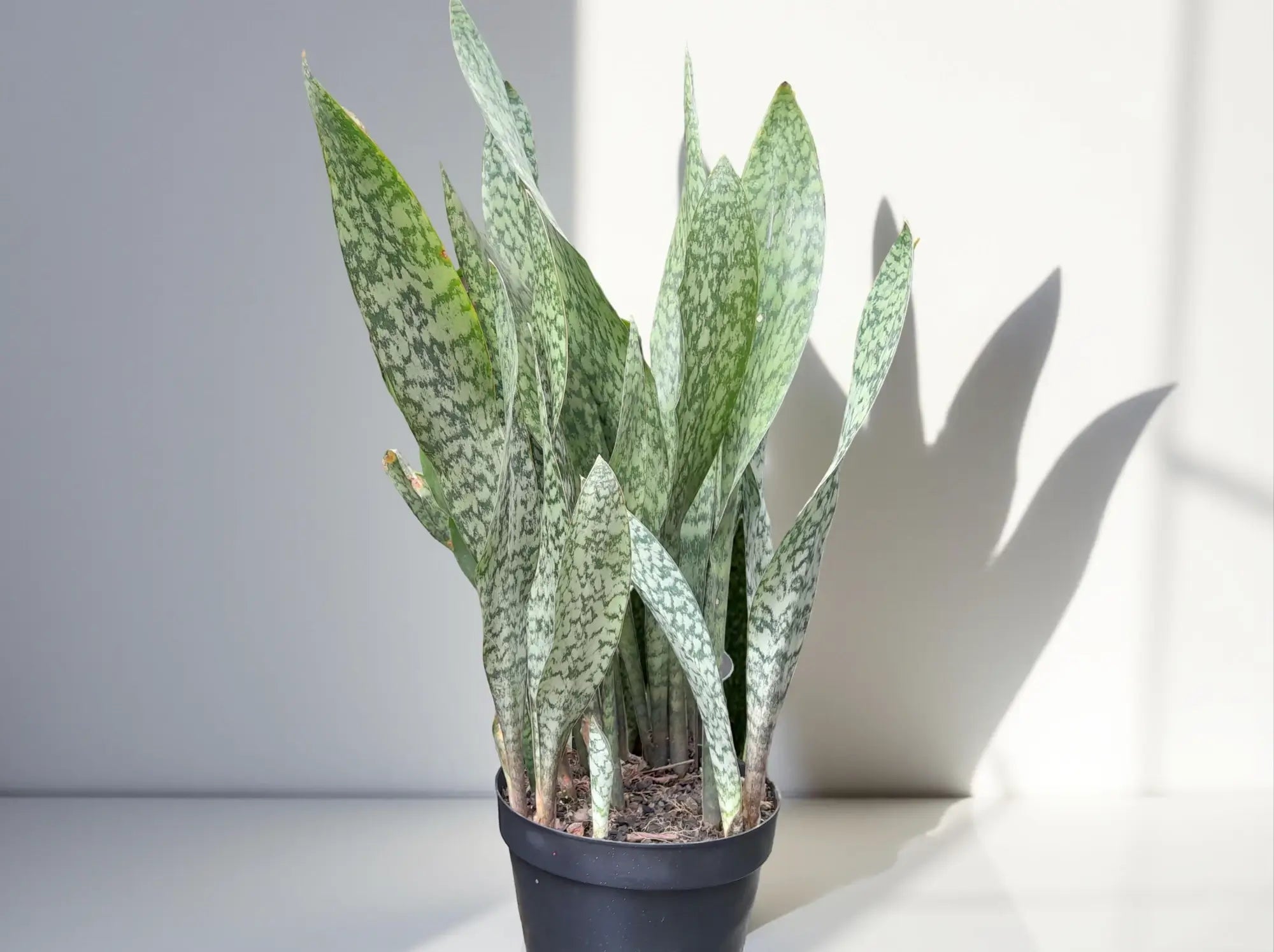 Indoor snake plant (Dracaena trifasciata, Sansevieria) standing in bright natural light against a white background. Snake plants, classic low-maintenance CAM houseplants, thrive in bright light and tolerate long dry periods.