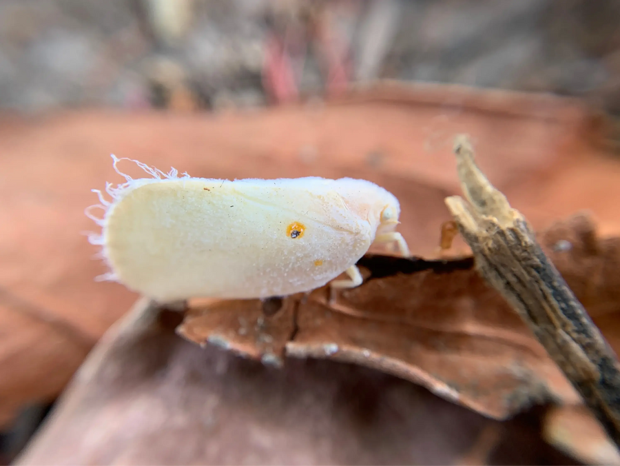Whiteflies Under Control: A Comprehensive Guide to Protecting Your Indoor Garden