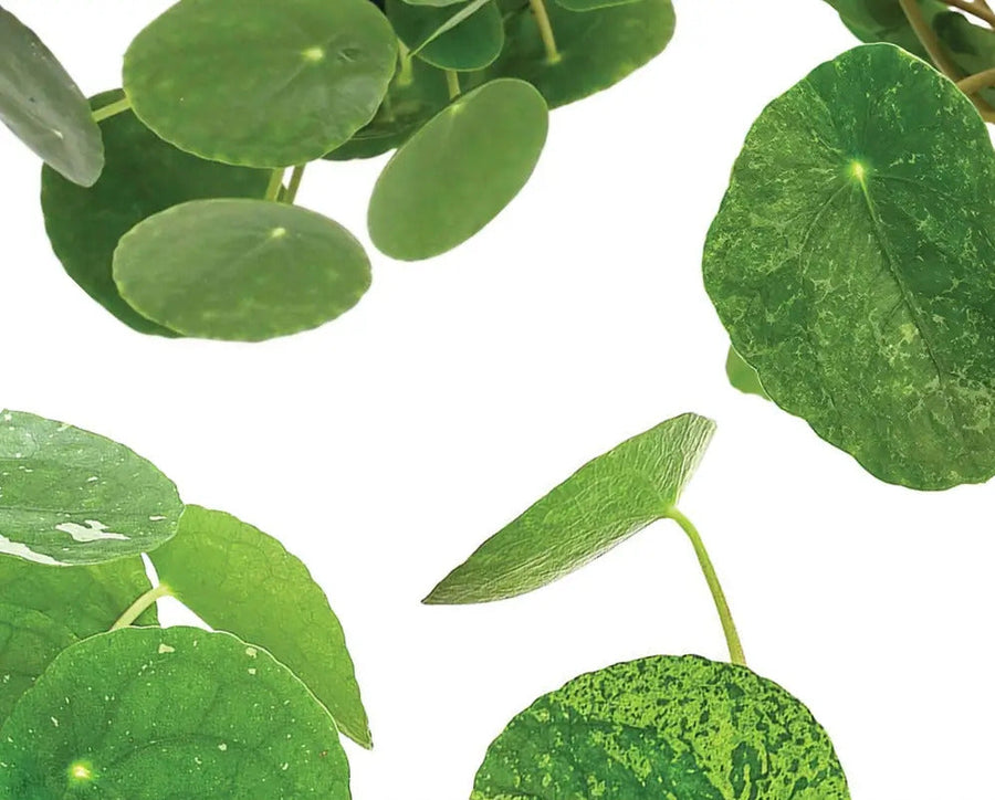 Pilea peperomioides 'Mojito', 'Sugar' & 'White Splash'