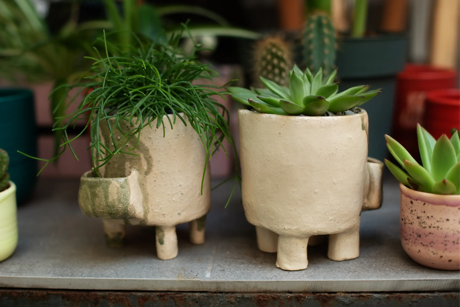 Arid vs. Jungle Succulents: Care, Traits & Key Differences