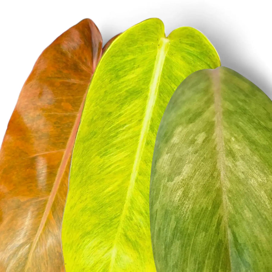 Vergleich von Philodendron 'Orange Marmalade', 'Calkin's Gold' und 'Painted Lady'