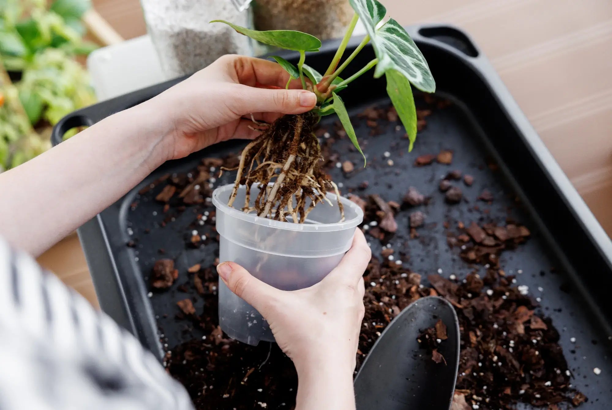 Hands holding bare-root Anthurium crystallinum above transparent pot and coarse structured substrate with bark, perlite, and coir