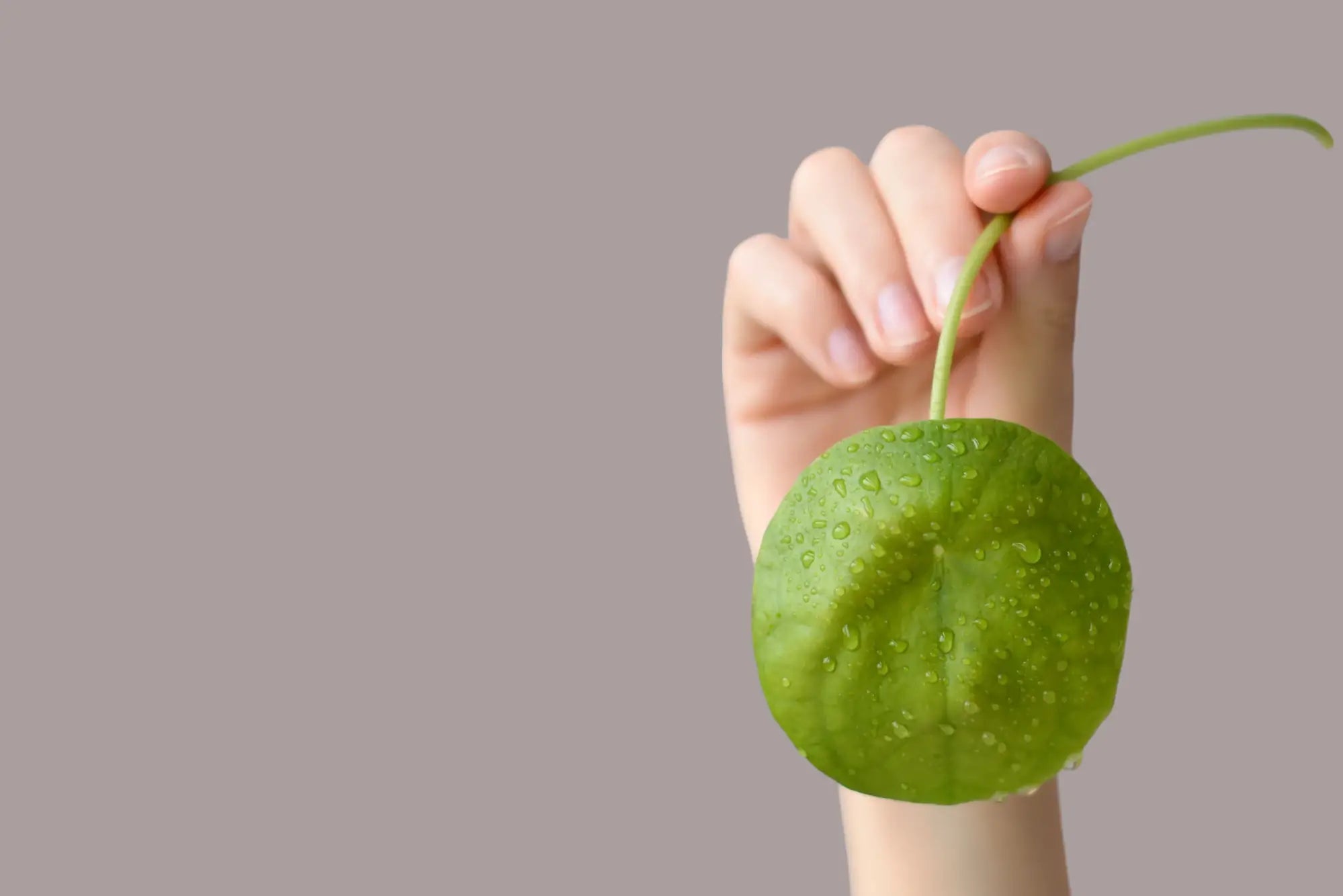 Pilea Peperomioides: The Tale of the Little Charming Friendship Plant