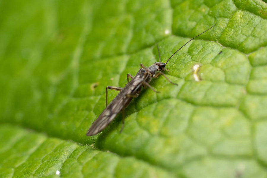 Thrips on Houseplants: Identification, Treatment, and Prevention Guide