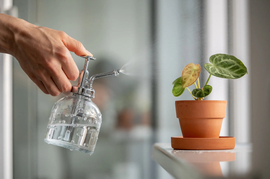 To Mist or Not to Mist? Misting Houseplants Pros & Cons