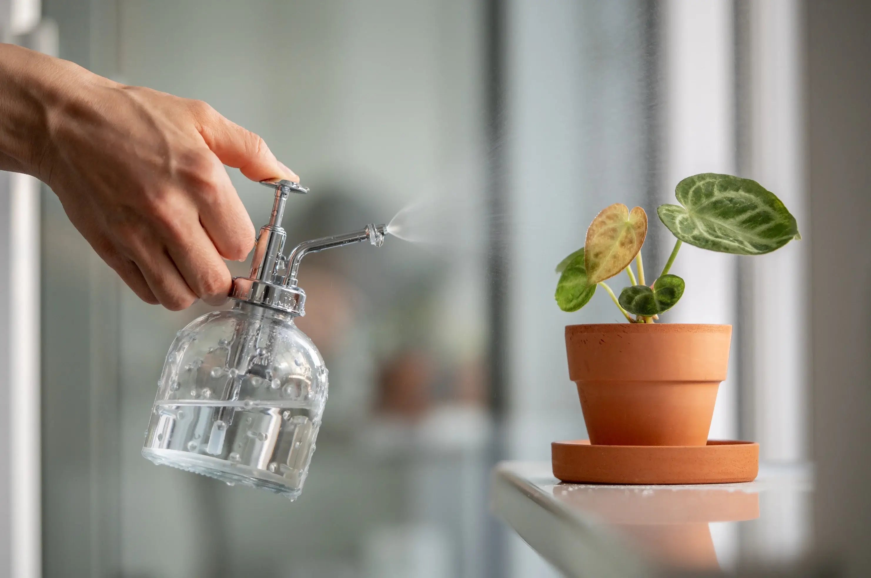To Mist or Not to Mist? Misting Houseplants Pros & Cons