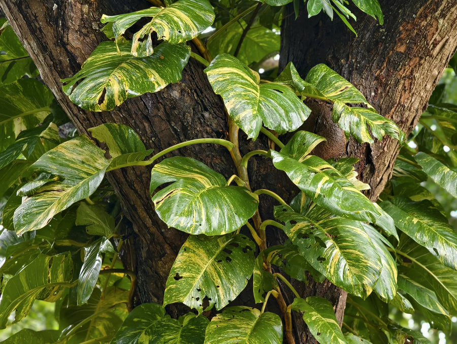 Epipremnum aureum: Die Geschichte einer globalen Pflanzenikone