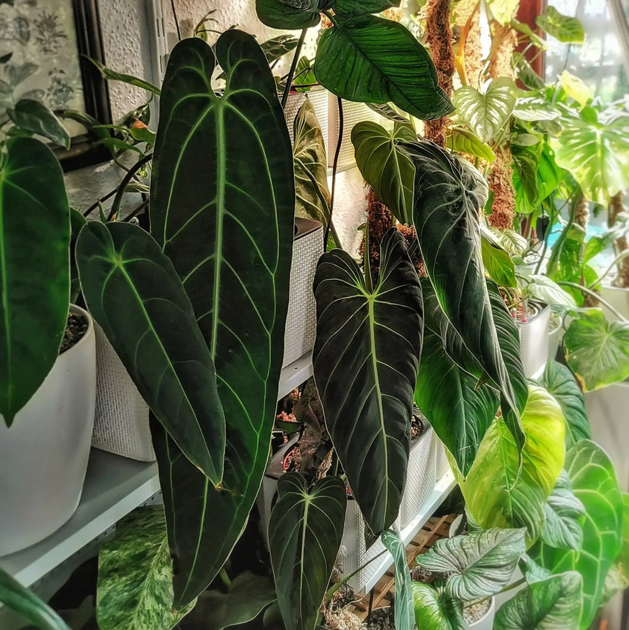 There Are No Difficult Houseplants: Why We Need to Rethink Our Approach to Plant Care