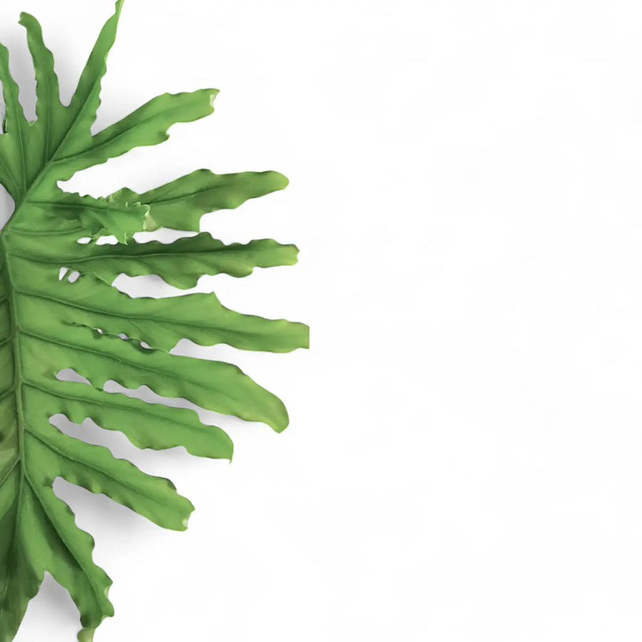 Navigating Botanical Reclassifications: Why Your Plant Has a New Name