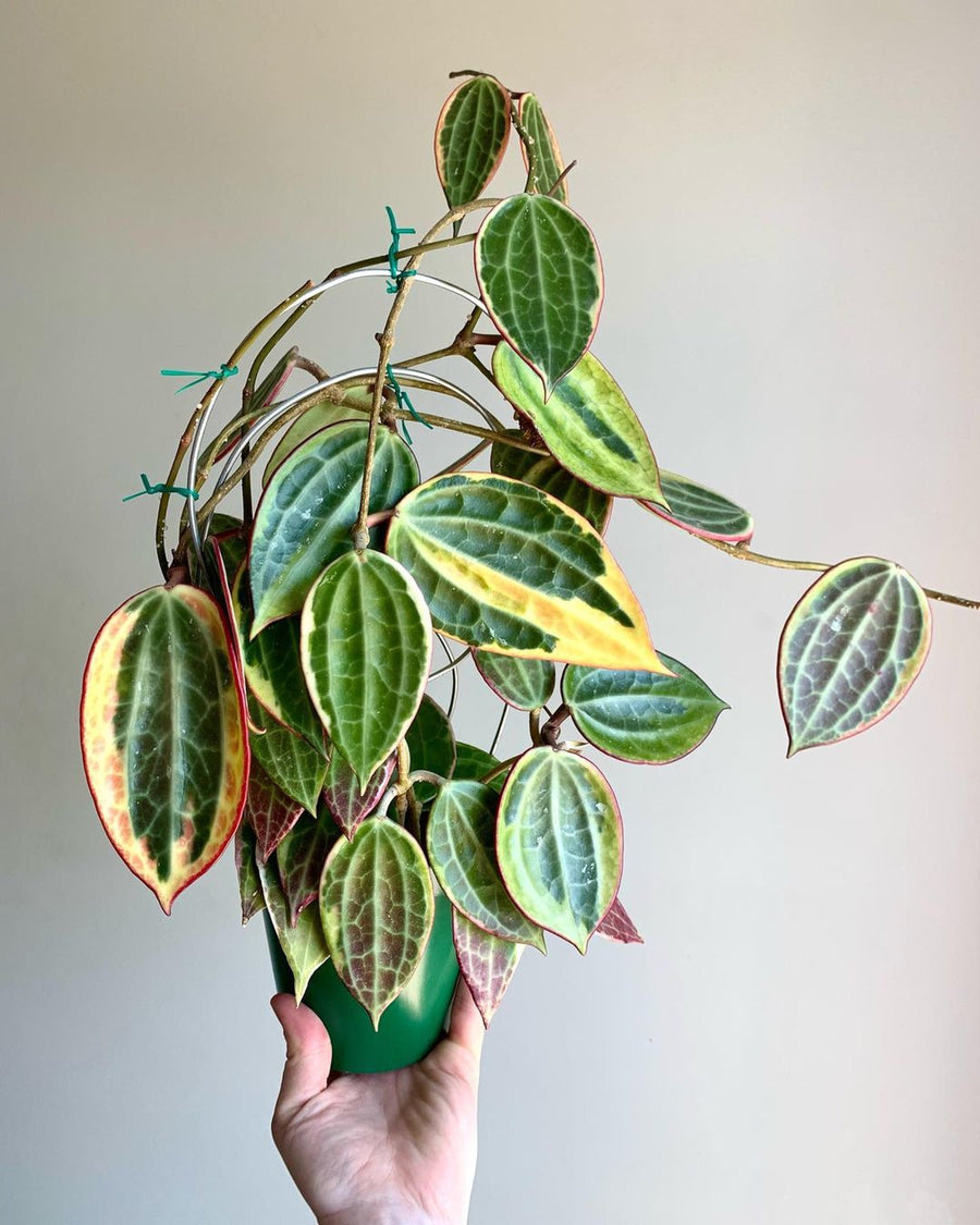 Hoya Happiness: Guide to Growing and Caring for Hoya Plants Indoors