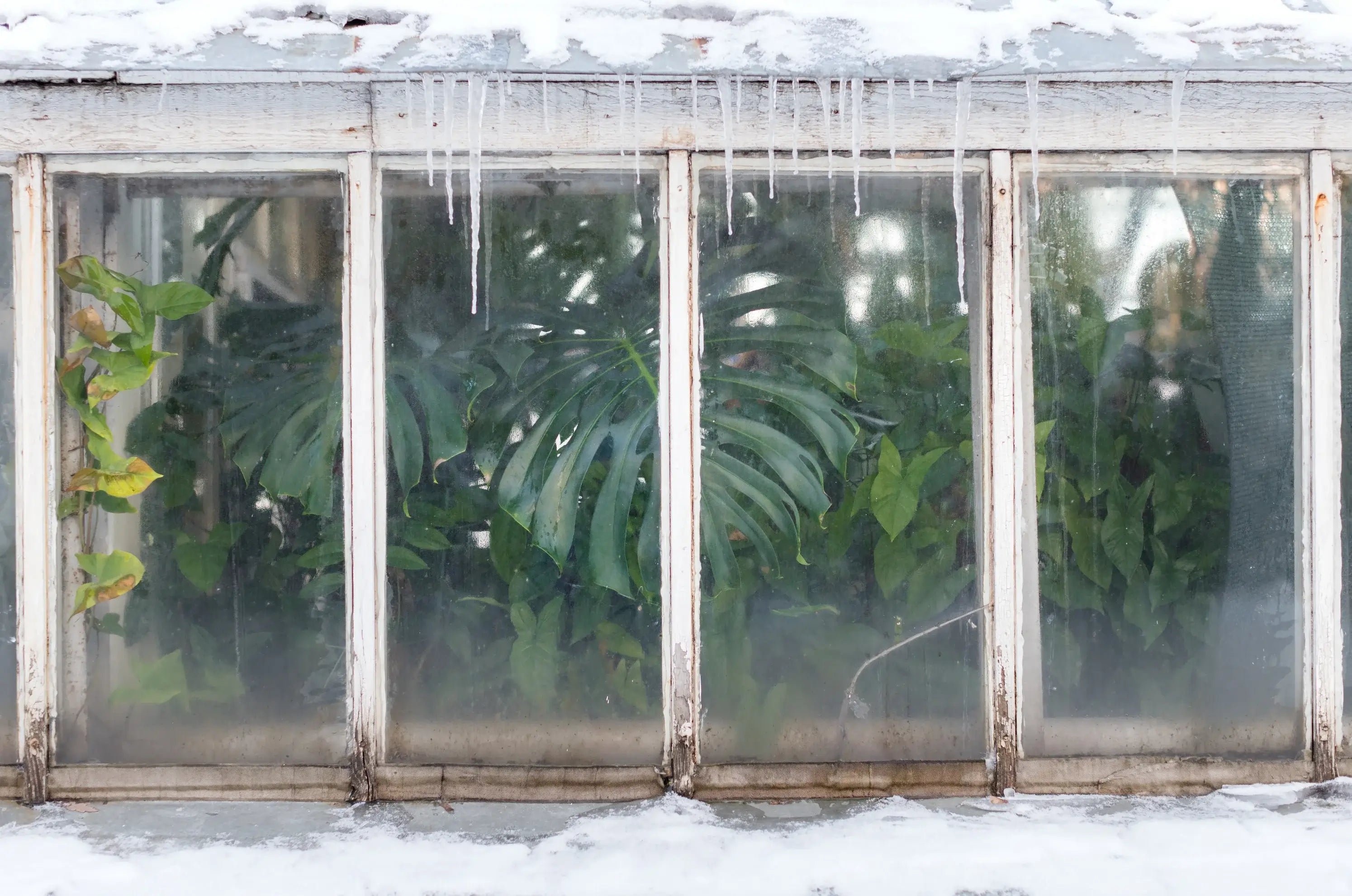 Indoor plants on a winter windowsill showing how bright light to humans still feels dim for houseplants during winter.