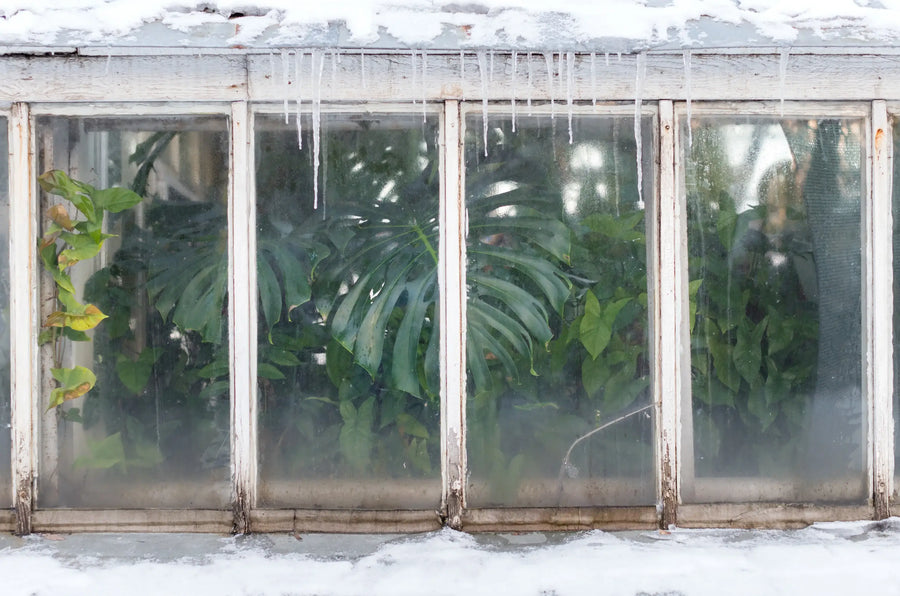 Winter Houseplant Care: When Light Slows, Everything Slows