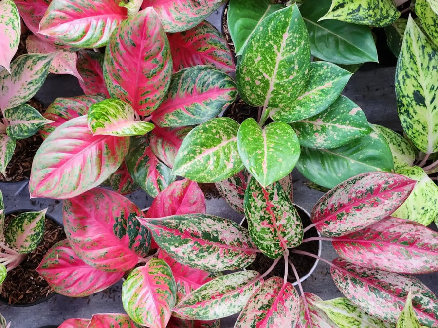 Colored Variegated Houseplants Explained: Pigments, Genetics, and Care