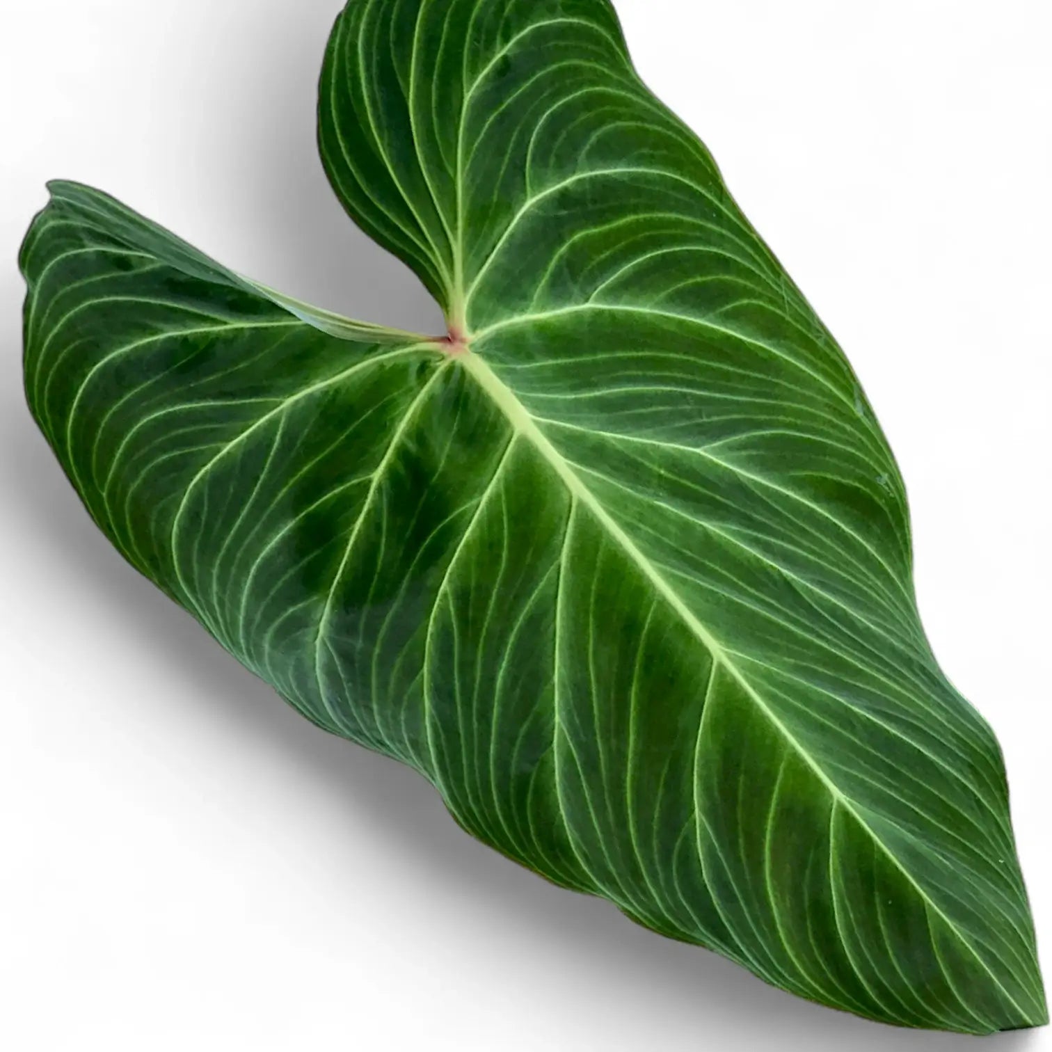 Nahaufnahme eines Philodendron-'Splendid'-Blatts mit samtiger Oberfläche und klarer Aderung. Philodendron 'Splendid' verbindet Samttextur mit markanten Blattadern – ein Hybrid, der seinen Namen wirklich verdient.