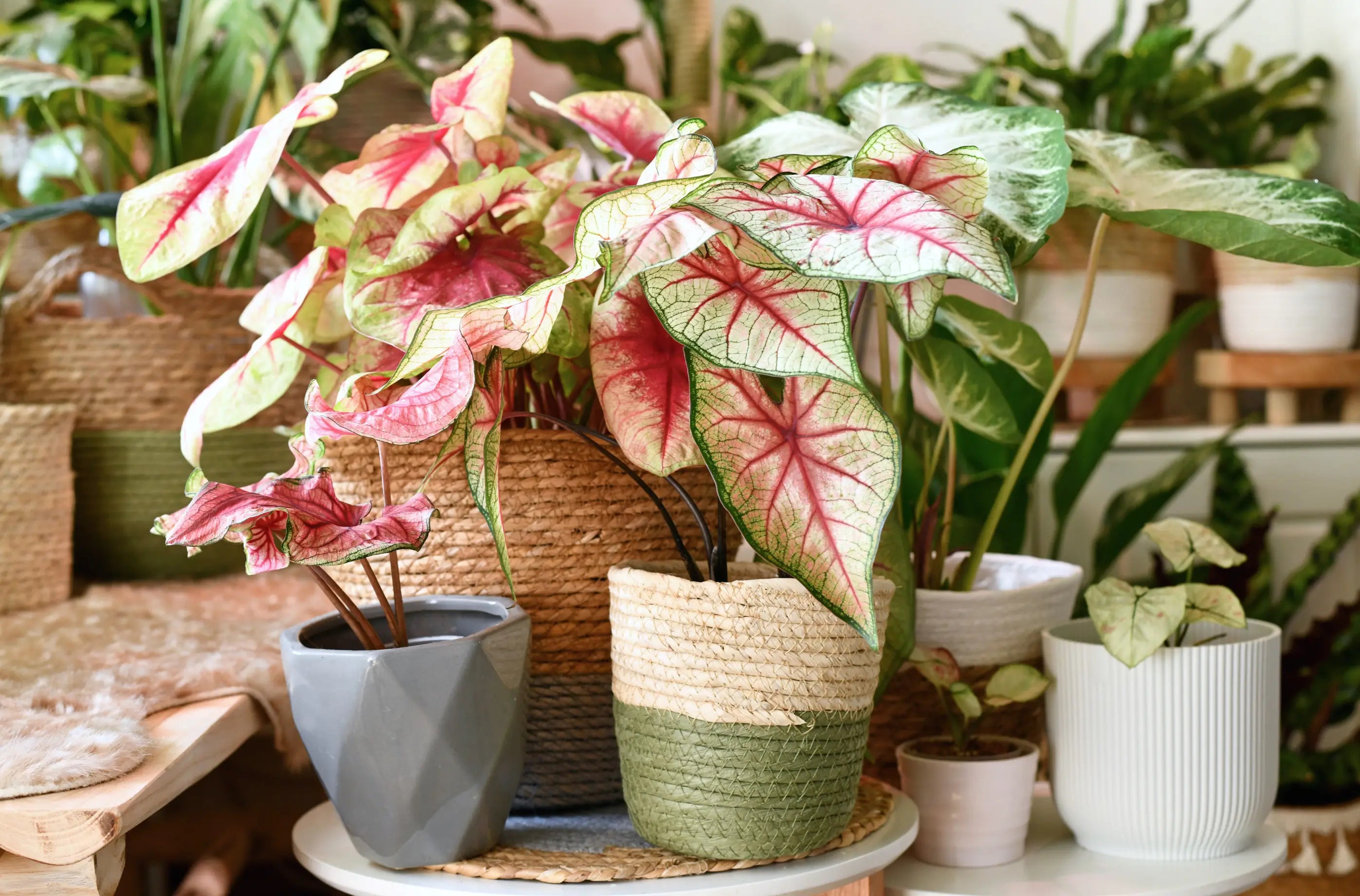 Dormancy in Houseplants – Real Rest, Seasonal Pause, or Stress Response