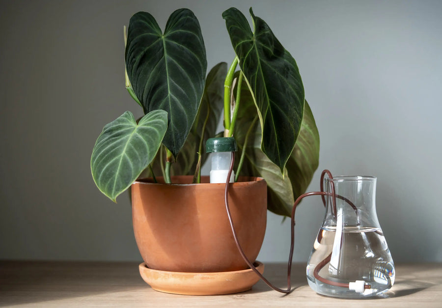How to Keep Houseplants Alive (and Healthy) While You’re Away: Vacation Watering & Care Tips