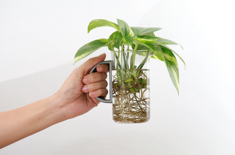 Water Propagation of Houseplants – Guide to Rooting Cuttings in Water