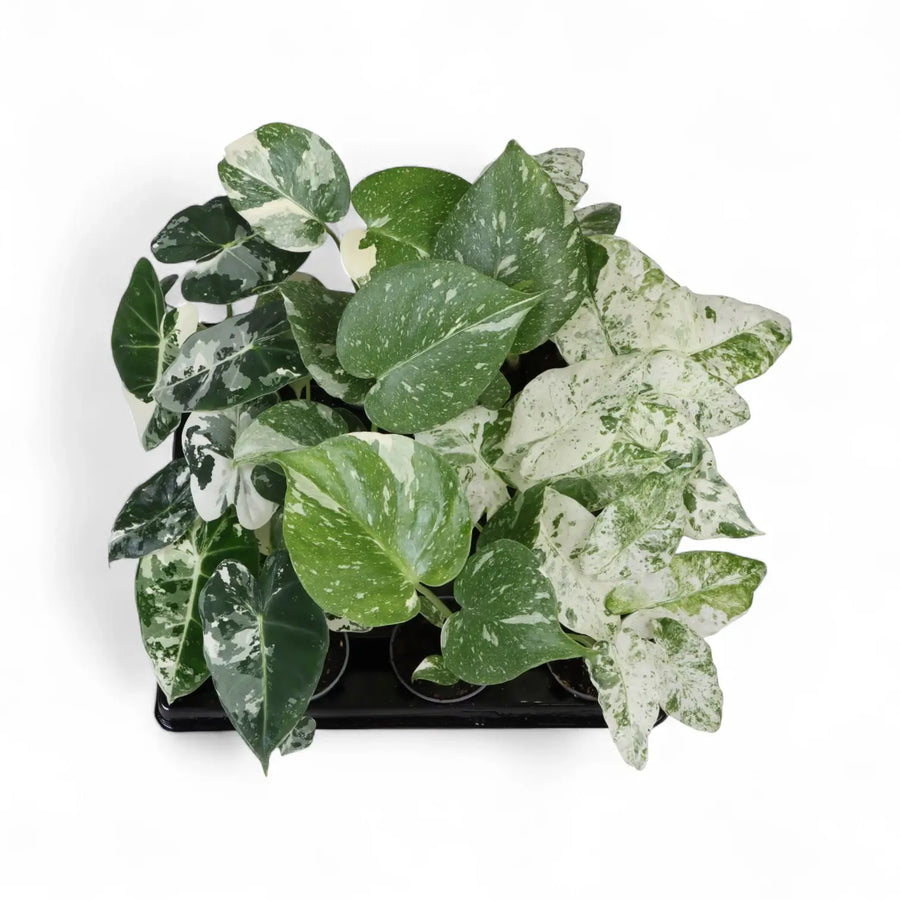 Complete Baby Plant Care Guide: What to Do After Purchase