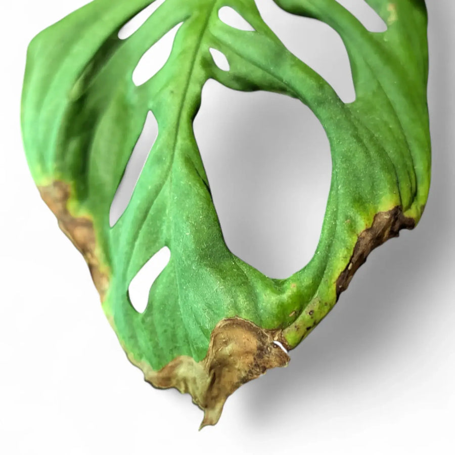 Brown Leaf Tips on Houseplants: All Real Causes and Fixes Explained