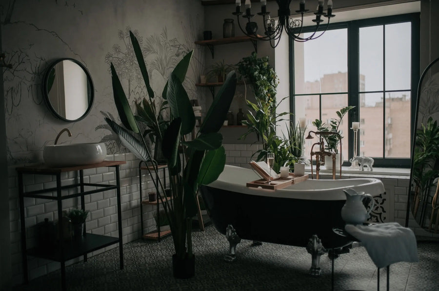 Why Your Houseplants Don’t Care What Room They’re In