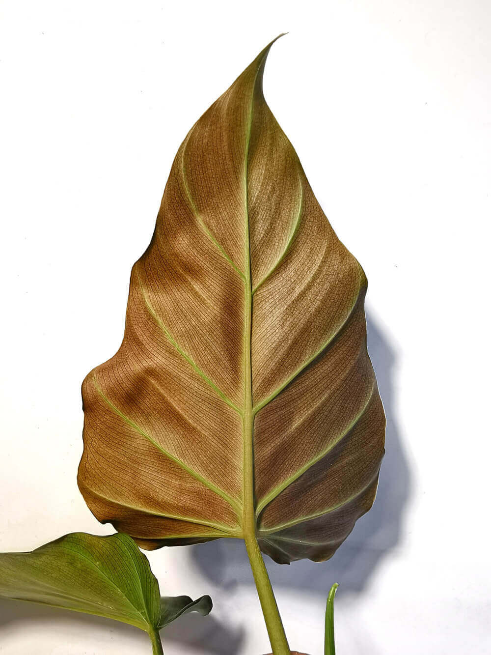 The Tale of Philodendron corsinianum: A Botanical Legacy and Cultivation Marvel